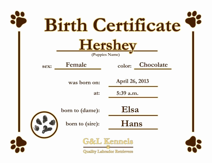 German Birth Certificate Template Best Of Dog Birth Certificate Template Puppy Birth Certificates